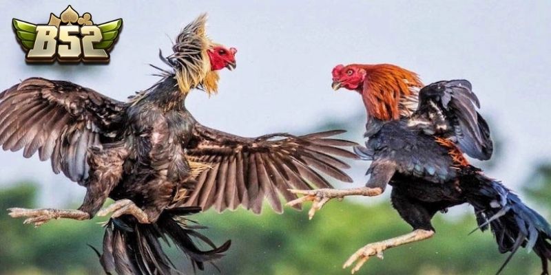 Đặt cược dễ dàng tại đá gà B52 với hướng dẫn chi tiết