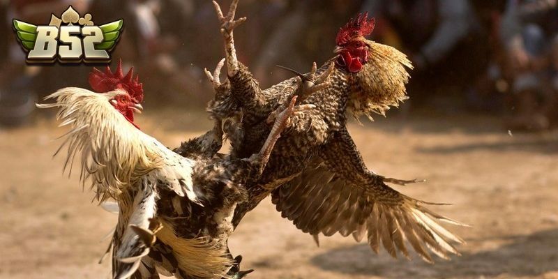 Mẹo đặt cược Đá gà B52 hiệu quả từ cao thủ